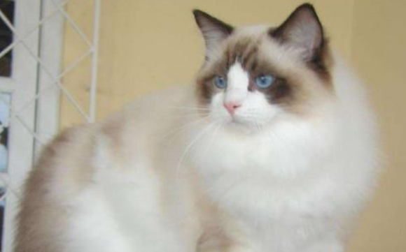 布偶猫多大开始认主？具体情况具体分析