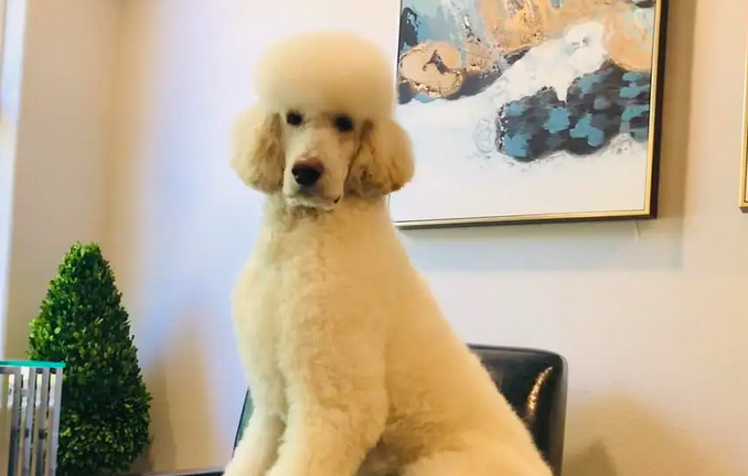 今日科普：世界上最大的巨型泰迪