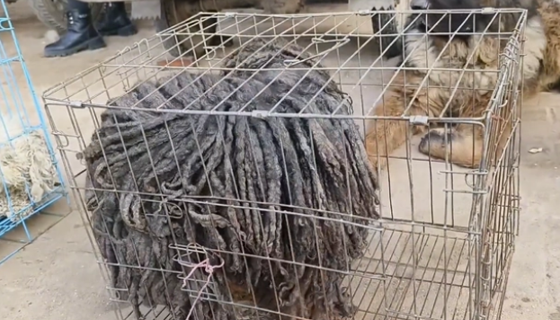 狗市里梳着脏辫的灰泰迪，随时可能被卖掉