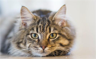 一文详解猫骨头是软的吗!