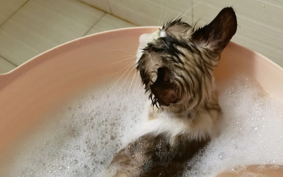 猫咪多大能洗澡?三个月内不要洗澡 猫咪多大能洗澡?三个月内不要洗澡