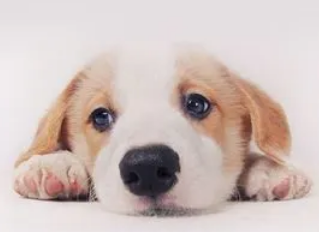 怎么给狗按摩?想养的来看看吧 怎么给狗按摩?想养的来看看吧