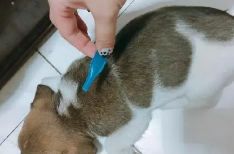 狗体外驱虫药多少钱