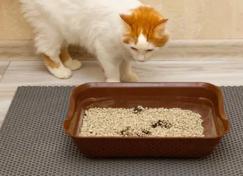 家里没有猫砂怎么应急？我来告诉你！