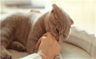 奇怪的冷知识：猫为什么喜欢闻腋下汗味？
