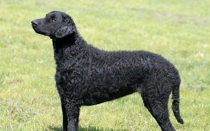卷毛寻回犬怎么训练？主人来看一看吧