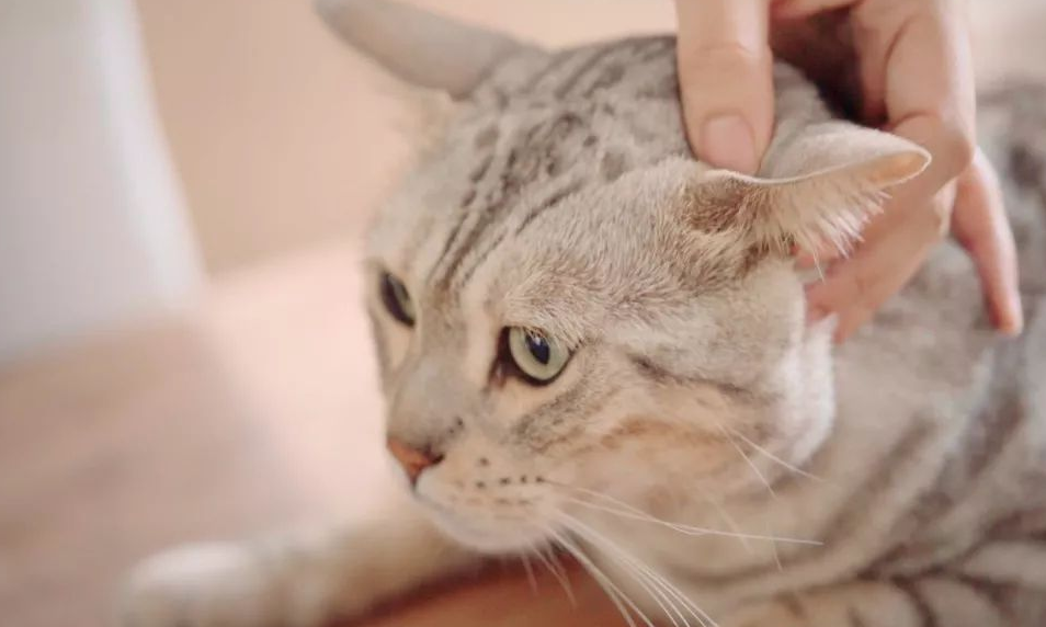 猫咪耳螨可以驱虫吗-宠物网