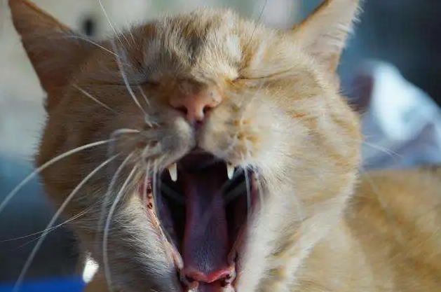 晚上听到猫叫化解办法 晚上听到猫叫化解办法