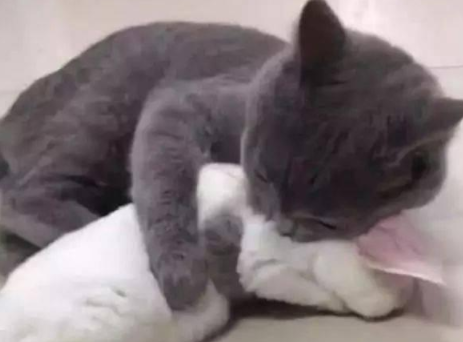 主人带回只小白兔,没想却被蓝猫一眼相中 主人带回只小白兔,没想却被蓝猫一眼相中