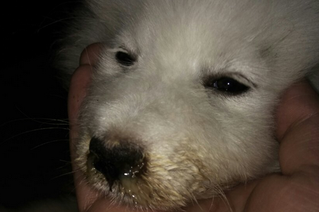 狗狗咳喘流鼻涕用点什么药