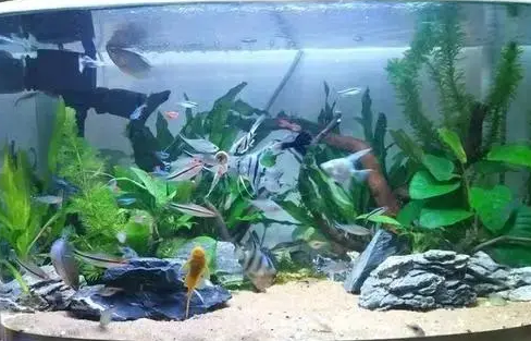 养鱼的水浑浊怎么处理
