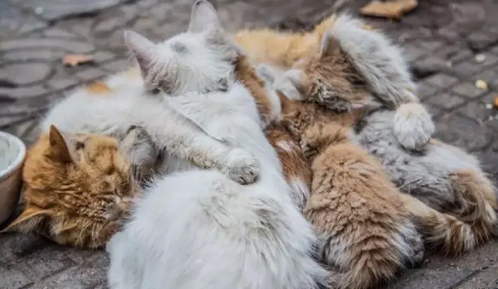 流浪猫为什么不怕冷?我来告诉你! 流浪猫为什么不怕冷?我来告诉你!