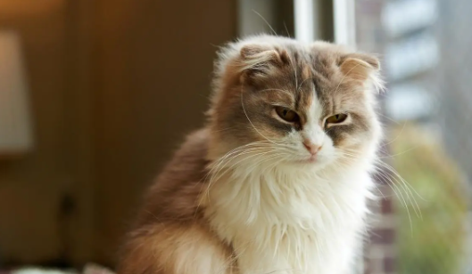 猫为什么蹭着蹭着就咬人？答案在这里！