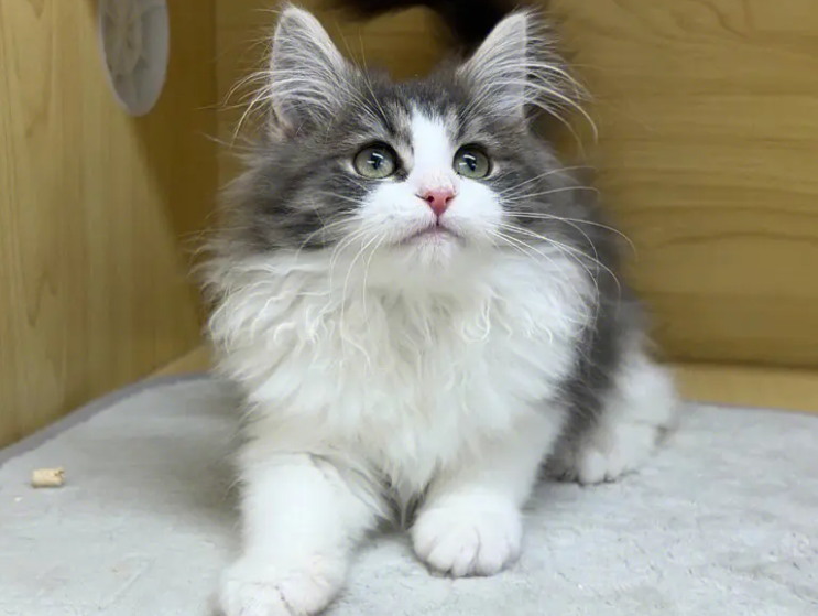挪威森林猫猫瘟怎么治疗？快来了解！