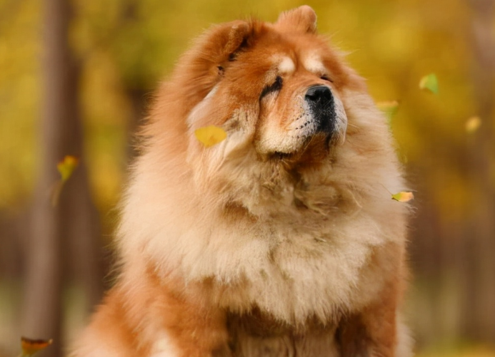 松狮犬为什么忠心?主人来看看吧 松狮犬为什么忠心?主人来看看吧