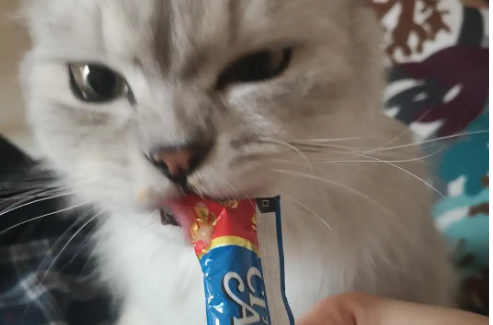 猫吃猫条有营养吗