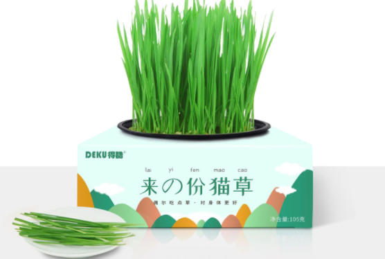 如何种植猫草