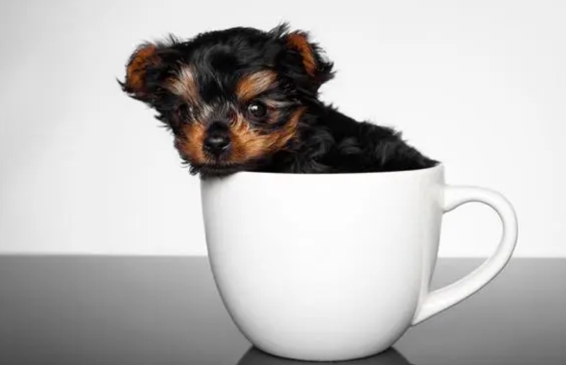 茶杯犬咳嗽