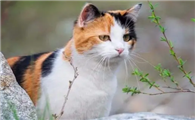 公认最聪明的6种猫