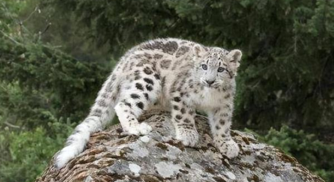 新疆牧民捡回俩“猫崽”后，家中怪事不断