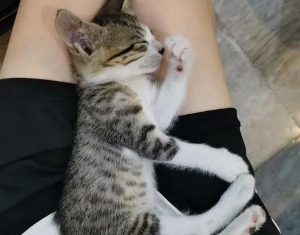 猫为什么喜欢睡两腿中间？本文给你答案