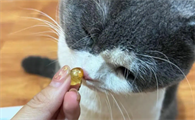 宠物鱼油有哪几种