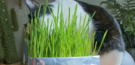 猫草种子怎么种