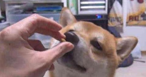 给狗狗吃的感冒药