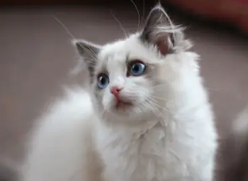 养宠小知识:猫为什么经常喜欢抓树? 养宠小知识:猫为什么经常喜欢抓树?