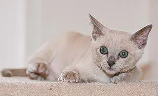 一文告诉你,东奇尼猫怎么修毛? 一文告诉你,东奇尼猫怎么修毛?