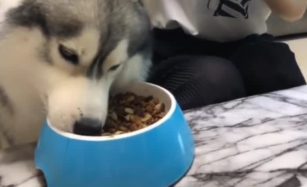 哈士奇多大可以吃成犬狗粮？这篇文章告诉你