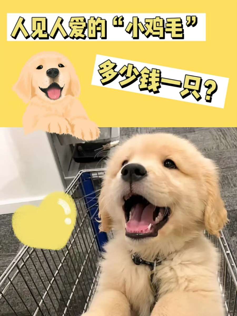 金毛狗多少钱一只？笑容超治愈，很难不爱！