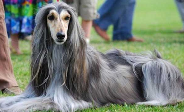 阿富汗猎犬吃什么狗粮？你还不知道吗