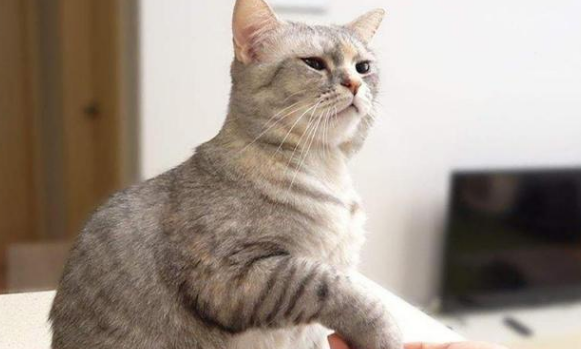 猫来报丧是真的吗