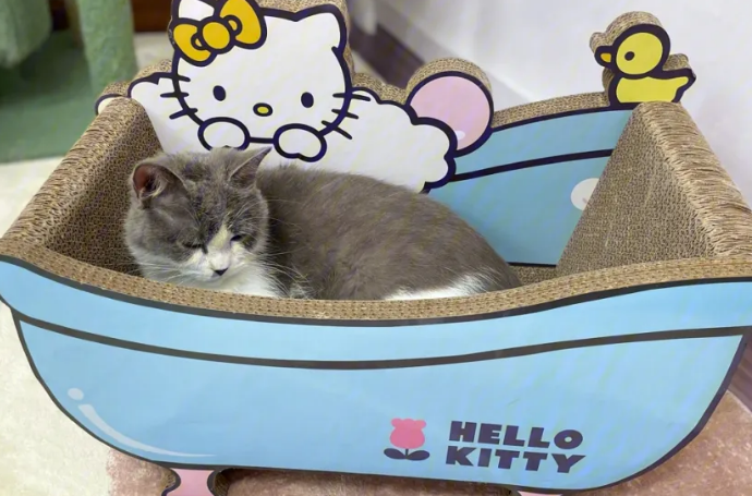 怎么引导猫用猫抓板