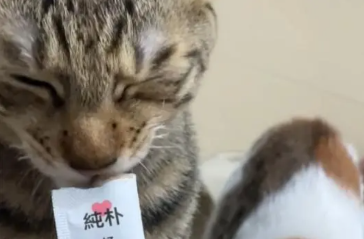 给猫喂多少猫条