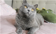新手适合养蓝白还是蓝猫