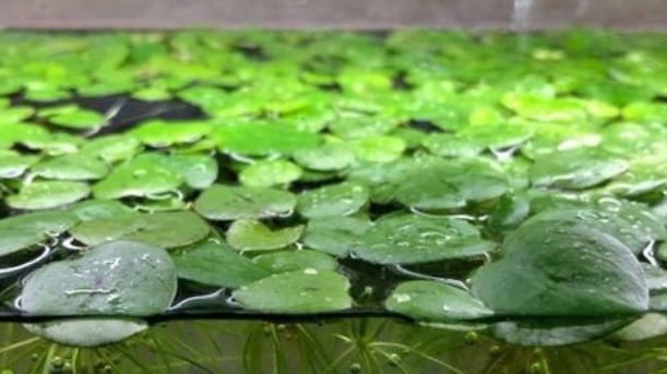 鱼缸里放浮萍水草好吗
