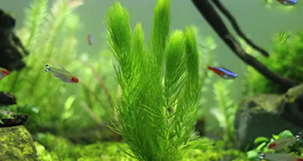 草缸用什么水比较好