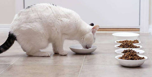 换猫粮拉稀怎么处理?技巧在这里 换猫粮拉稀怎么处理?技巧在这里
