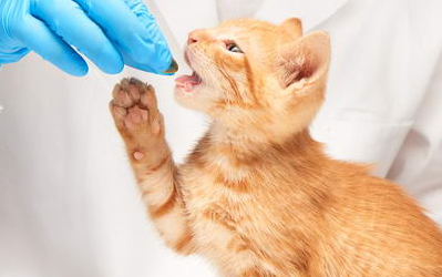 猫咪感冒怎么用药