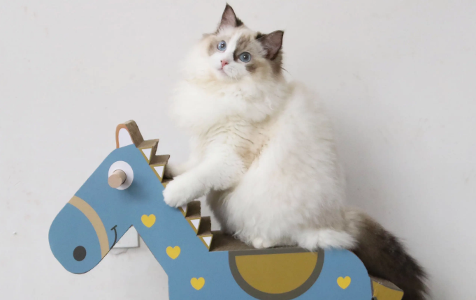 猫抓板用什么代替