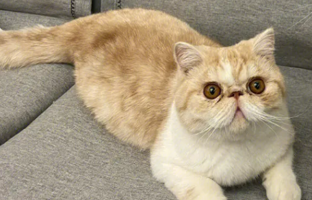 加菲猫能记住主人吗？需要训练吗？