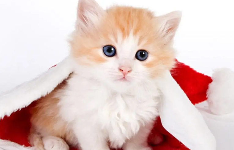 猫七七的小儿子跟谁生的