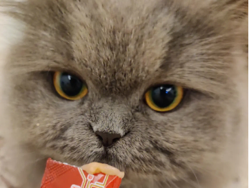 猫咪吃猫条吃多少
