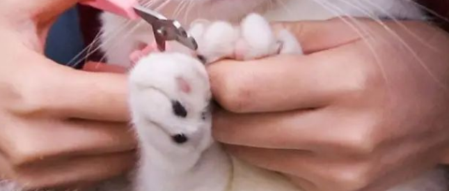 宠物猫需要剪指甲吗