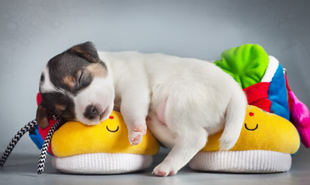 新犬到家注意事项有哪些？宠主不可大意！