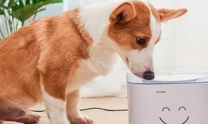狗狗夏天可以喝绿豆汤吗？来这里看看吧