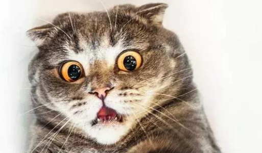 一文详解猫骨头是软的吗！