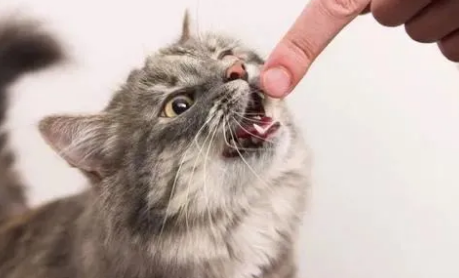 猫咪恨主人的十种表现